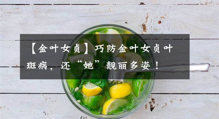 【金叶女贞】巧防金叶女贞叶斑病，还“她”靓丽多姿！