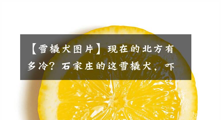 【雪橇犬图片】现在的北方有多冷？石家庄的这雪橇犬，吓着南方朋友了