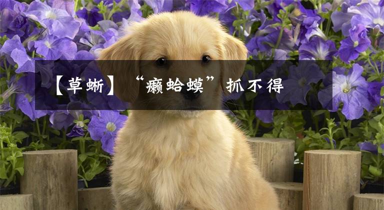 【草蜥】“癞蛤蟆”抓不得