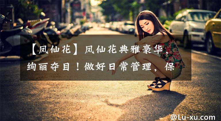 【凤仙花】凤仙花典雅豪华，绚丽夺目！做好日常管理，保证花开满盆