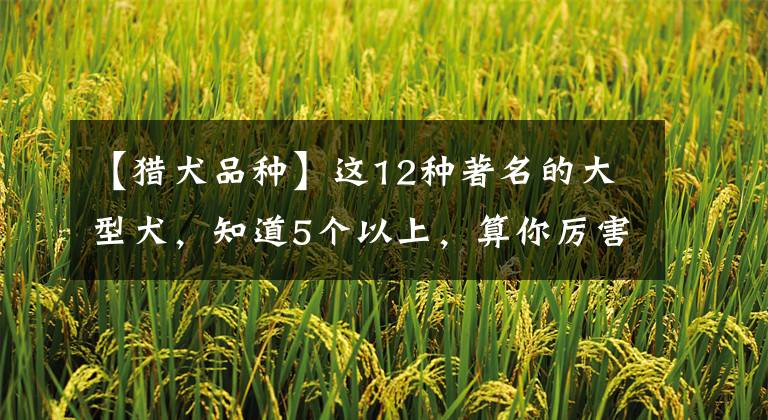 【猎犬品种】这12种著名的大型犬，知道5个以上，算你厉害