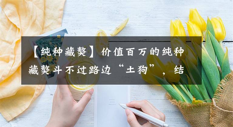 【纯种藏獒】价值百万的纯种藏獒斗不过路边“土狗”，结尾亮了