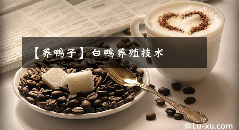 【养鸭子】白鸭养殖技术