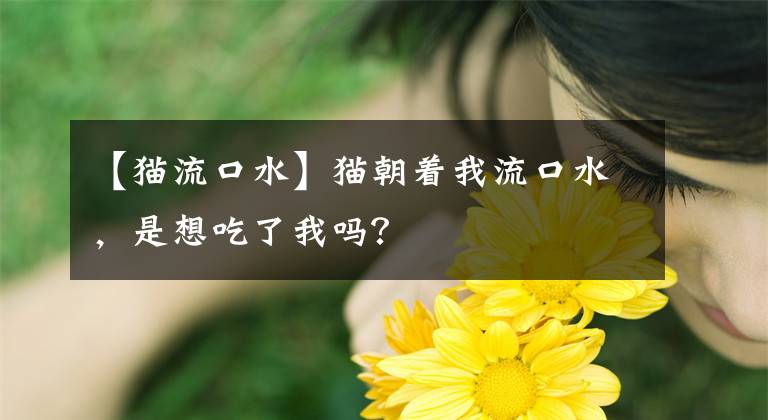 【猫流口水】猫朝着我流口水，是想吃了我吗？