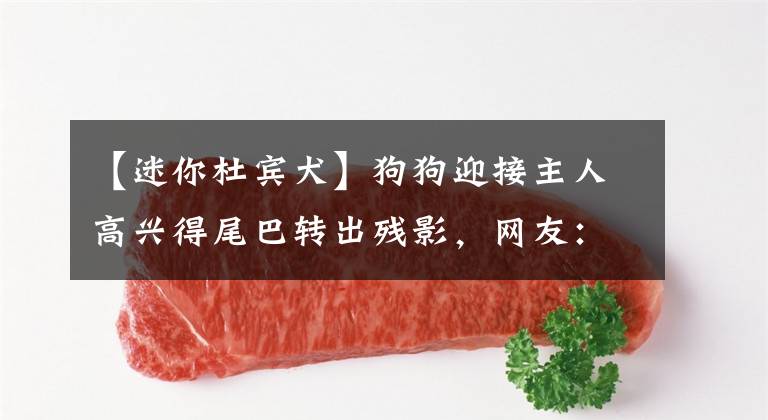 【迷你杜宾犬】狗狗迎接主人高兴得尾巴转出残影，网友：还以为开了倍速