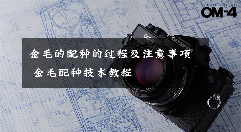 金毛的配种的过程及注意事项 金毛配种技术教程