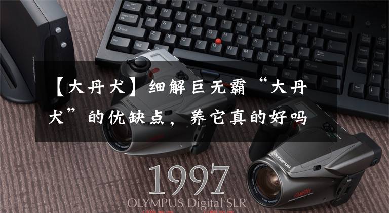 【大丹犬】细解巨无霸“大丹犬”的优缺点，养它真的好吗？