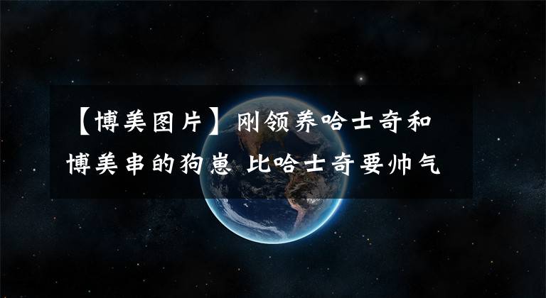 【博美图片】刚领养哈士奇和博美串的狗崽 比哈士奇要帅气 比博美要可爱