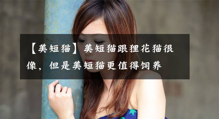 【美短猫】美短猫跟狸花猫很像，但是美短猫更值得饲养