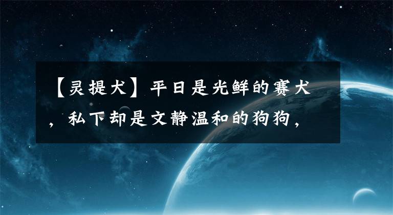 【灵提犬】平日是光鲜的赛犬，私下却是文静温和的狗狗，带你认识灵缇犬
