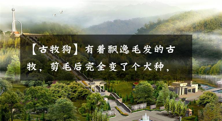 【古牧狗】有着飘逸毛发的古牧，剪毛后完全变了个犬种，这样你还认识吗？