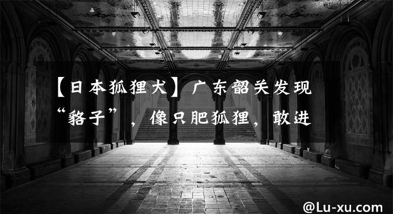 【日本狐狸犬】广东韶关发现“貉子”，像只肥狐狸，敢进村盗鸡吃，经常欺负狗獾