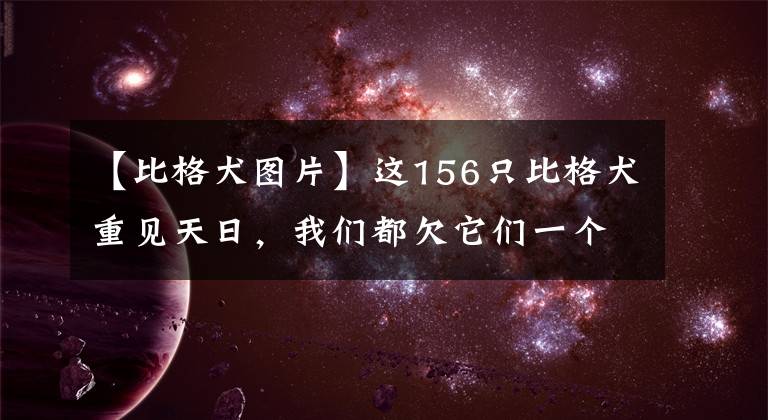 【比格犬图片】这156只比格犬重见天日，我们都欠它们一个合理的说法