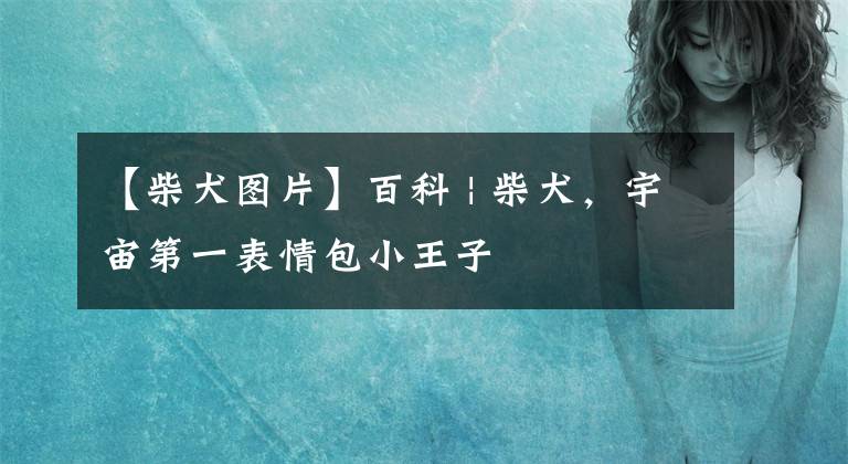 【柴犬图片】百科 | 柴犬，宇宙第一表情包小王子
