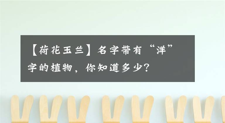 【荷花玉兰】名字带有“洋”字的植物，你知道多少？