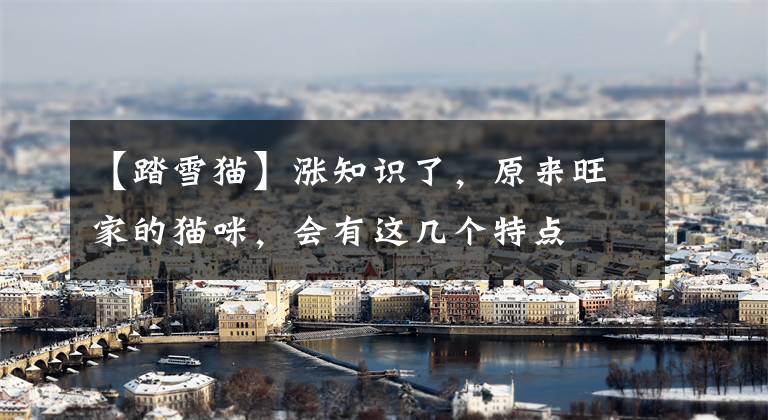 【踏雪猫】涨知识了，原来旺家的猫咪，会有这几个特点