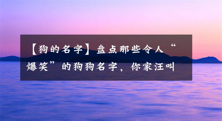 【狗的名字】盘点那些令人“爆笑”的狗狗名字，你家汪叫什么？