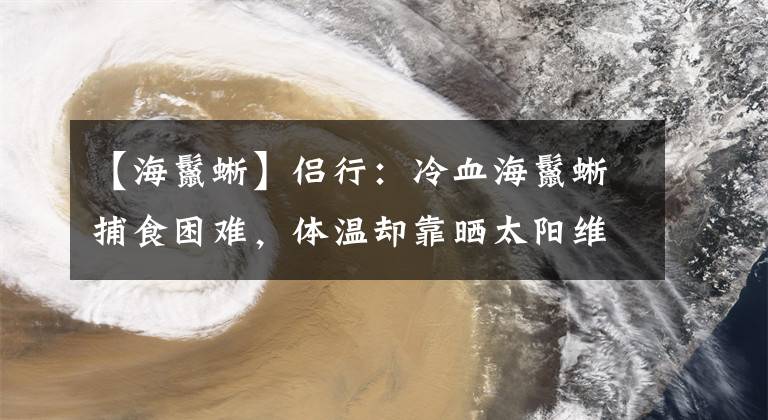 【海鬣蜥】侣行：冷血海鬣蜥捕食困难，体温却靠晒太阳维持