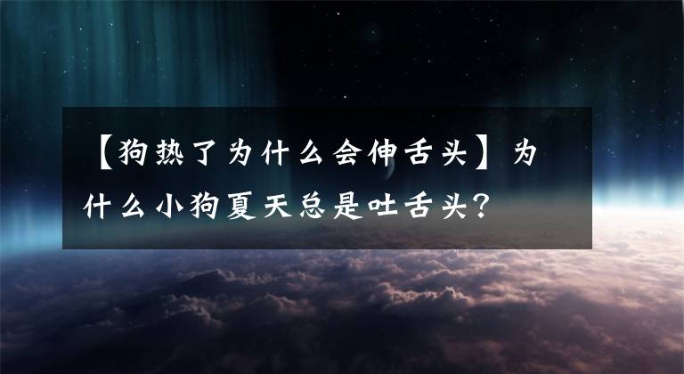 【狗热了为什么会伸舌头】为什么小狗夏天总是吐舌头？