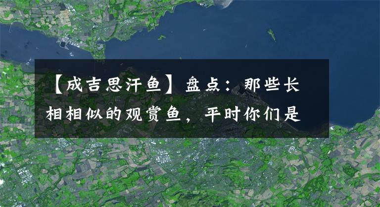 【成吉思汗鱼】盘点：那些长相相似的观赏鱼，平时你们是通过啥来分辨它们的