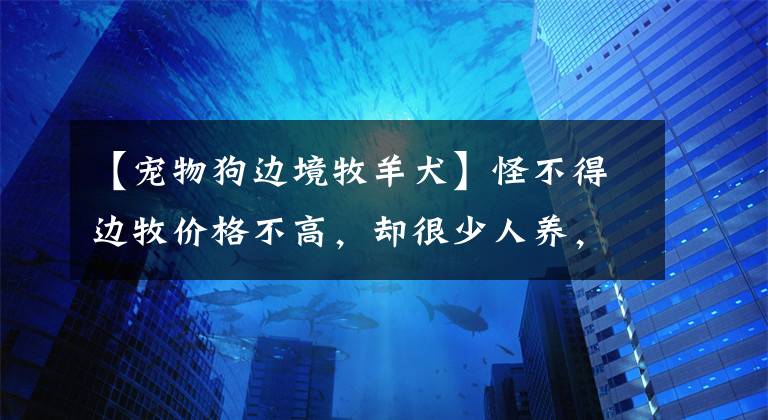 【宠物狗边境牧羊犬】怪不得边牧价格不高，却很少人养，看了第一点就明白了