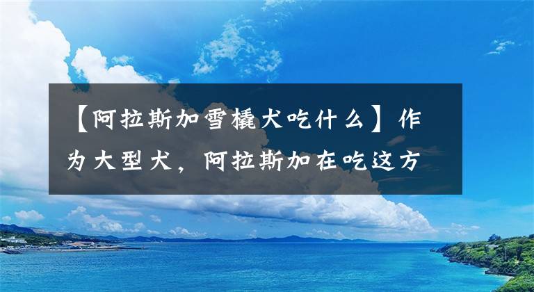 【阿拉斯加雪橇犬吃什么】作为大型犬，阿拉斯加在吃这方面独领风骚，不挑食饭量还很大
