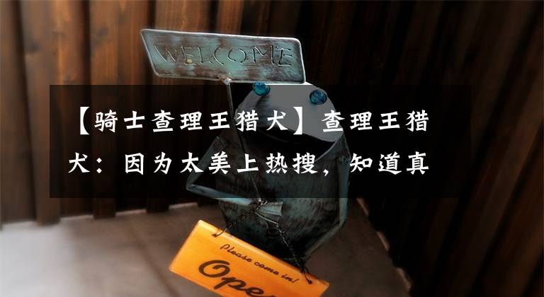 【骑士查理王猎犬】查理王猎犬：因为太美上热搜，知道真相的我眼泪掉下来