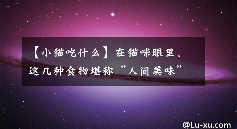 【小猫吃什么】在猫咪眼里，这几种食物堪称“人间美味”，你喂过哪些？