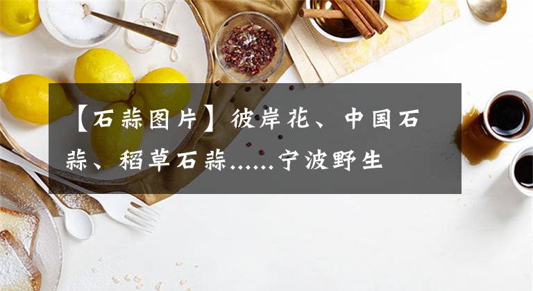 【石蒜图片】彼岸花、中国石蒜、稻草石蒜......宁波野生石蒜全面缤纷绽放