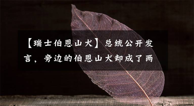 【瑞士伯恩山犬】总统公开发言，旁边的伯恩山犬却成了两点，网友萌化：快摸它