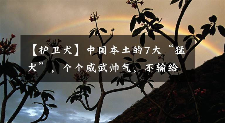 【护卫犬】中国本土的7大“猛犬”，个个威武帅气，不输给国外犬种