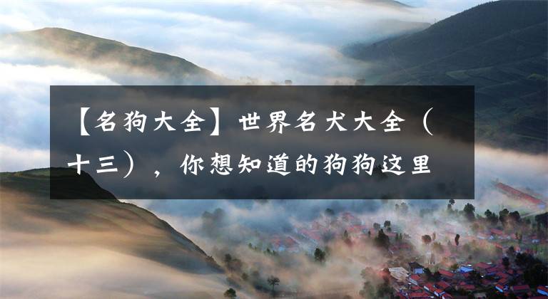 【名狗大全】世界名犬大全（十三），你想知道的狗狗这里都有
