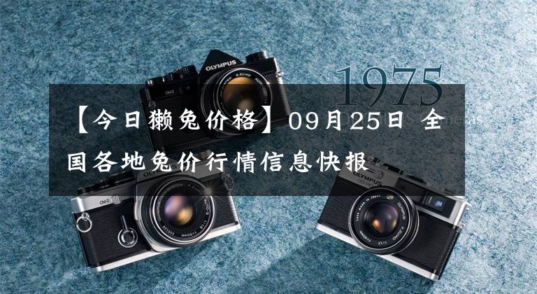 【今日獭兔价格】09月25日 全国各地兔价行情信息快报