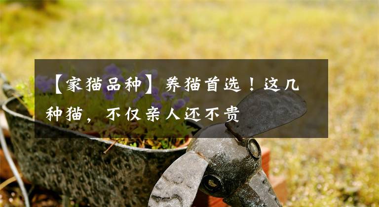 【家猫品种】养猫首选！这几种猫，不仅亲人还不贵