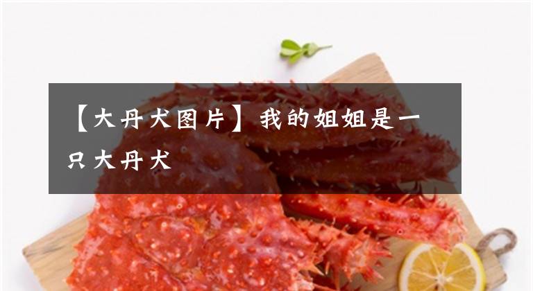 【大丹犬图片】我的姐姐是一只大丹犬
