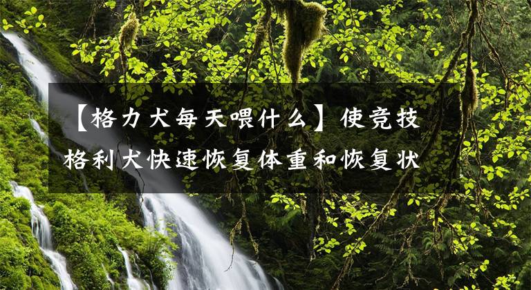 【格力犬每天喂什么】使竞技格利犬快速恢复体重和恢复状态的几个方案。