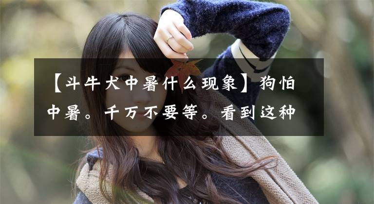 【斗牛犬中暑什么现象】狗怕中暑。千万不要等。看到这种迹象，要立即看医生