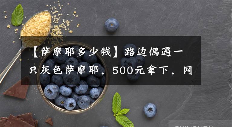 【萨摩耶多少钱】路边偶遇一只灰色萨摩耶，500元拿下，网友们表示，这波不亏