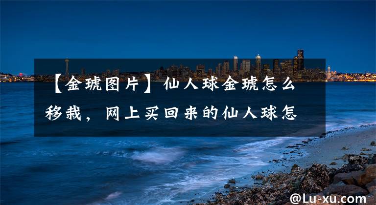 【金琥图片】仙人球金琥怎么移栽，网上买回来的仙人球怎么种？