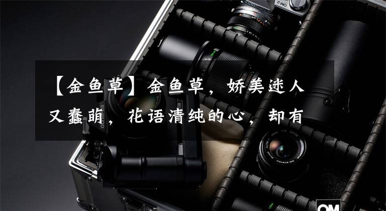【金鱼草】金鱼草，娇美迷人又蠢萌，花语清纯的心，却有地狱般恐怖的内在