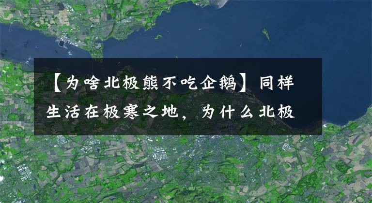 【为啥北极熊不吃企鹅】同样生活在极寒之地，为什么北极熊不吃企鹅？