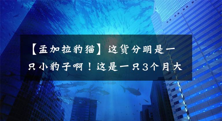 【孟加拉豹猫】这货分明是一只小豹子啊！这是一只3个月大的孟加拉豹猫