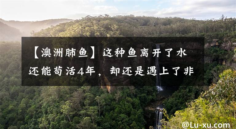 【澳洲肺鱼】这种鱼离开了水还能苟活4年，却还是遇上了非洲土著