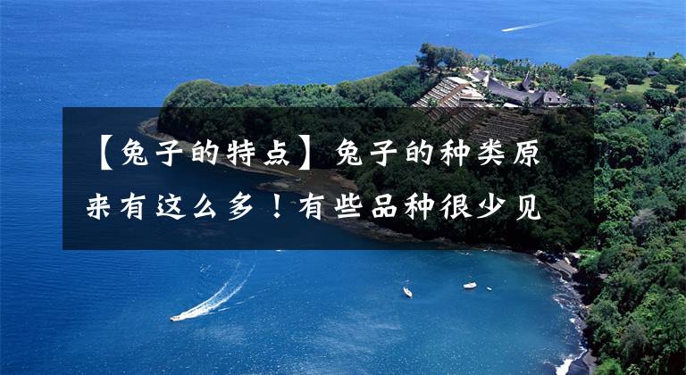 【兔子的特点】兔子的种类原来有这么多！有些品种很少见！