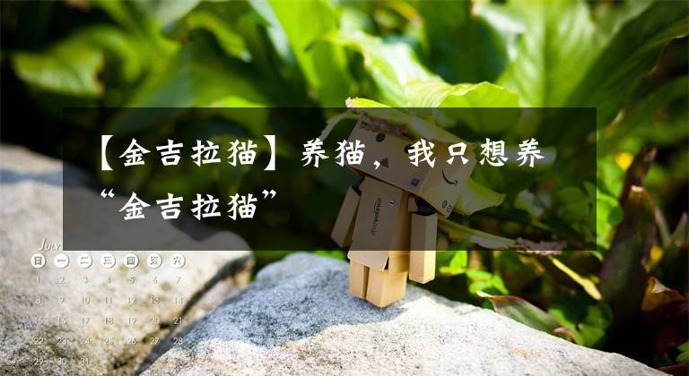 【金吉拉猫】养猫，我只想养“金吉拉猫”