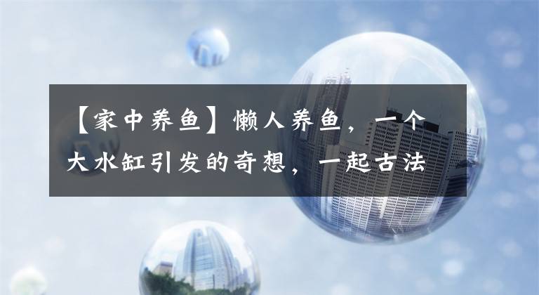 【家中养鱼】懒人养鱼，一个大水缸引发的奇想，一起古法养鱼呀