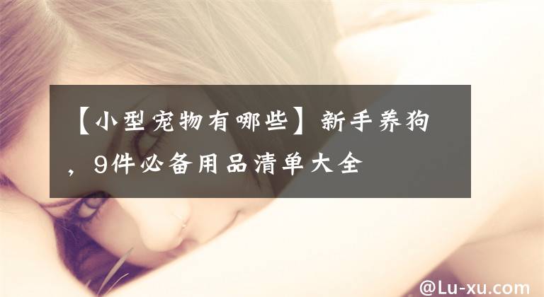 【小型宠物有哪些】新手养狗，9件必备用品清单大全