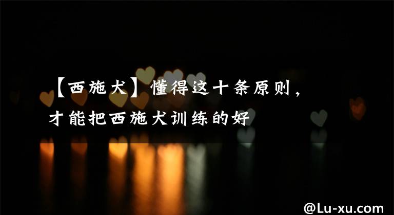 【西施犬】懂得这十条原则，才能把西施犬训练的好
