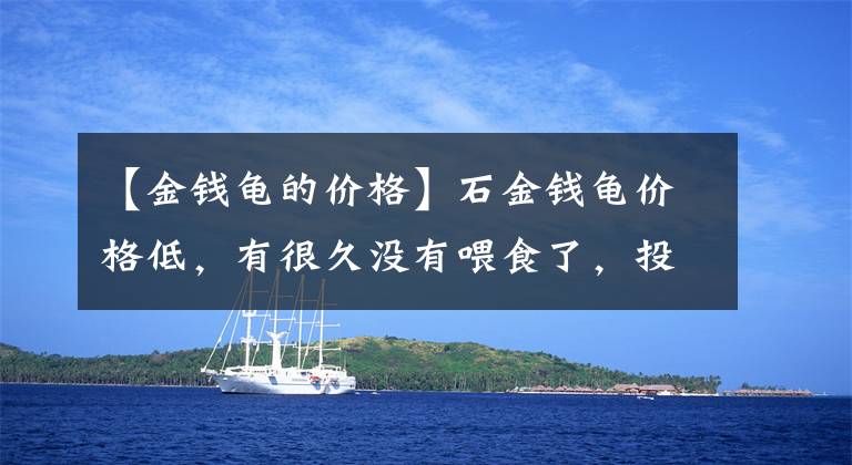 【金钱龟的价格】石金钱龟价格低，有很久没有喂食了，投点鱼肉猛抢不够吃