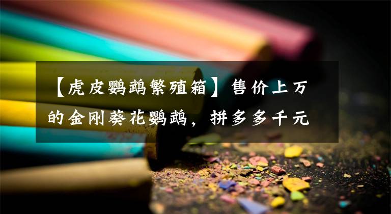 【虎皮鹦鹉繁殖箱】售价上万的金刚葵花鹦鹉，拼多多千元不到，网友买鹦鹉蛋自己孵化